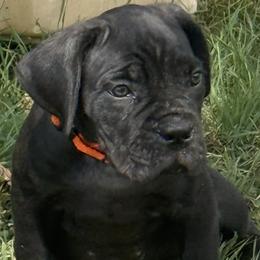 Girl one - Black female Cane Corso puppy in Granbury, Texas from Revolutions Kennel
