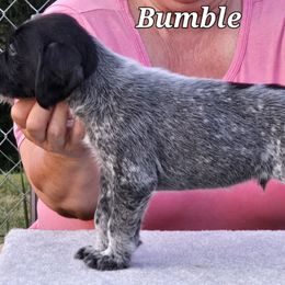 Bumble - Black and white German Wirehaired Pointer puppy in Wellston, Ohio from Blue Line GWPs