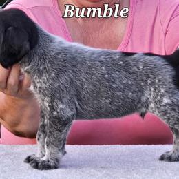 Bumble - Black and white German Wirehaired Pointer puppy in Wellston, Ohio from Blue Line GWPs