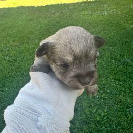 Amelie - Wheaten female Miniature Schnauzer puppy in West Point, Nebraska from Canyon Rose Schnauzers