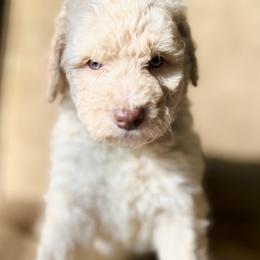 Koda - Bernedoodle