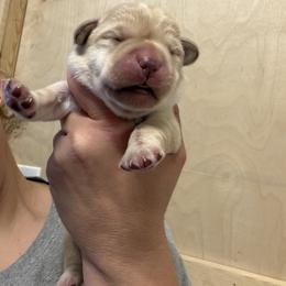Boy 3 - Yellow male Labrador Retriever puppy in Strafford, New Hampshire from Alley Rock Labradors, LLC