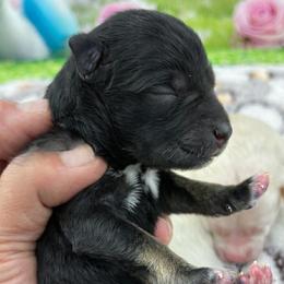 Romeo - Black and silver male Miniature Schnauzer puppy in Sylvania, Georgia from Southern Sky Miniature Schnauzers