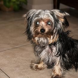 Yorkshire Terrier puppies from Teacup Yorkie Love