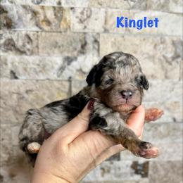 Kinglet - Merle male Bernedoodle puppy in Midland, Michigan from Northern Charm Farm