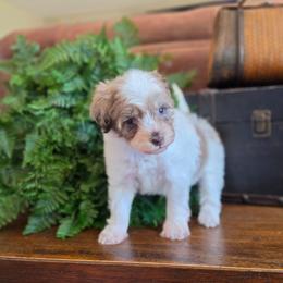 Sweet Dumpling - Merle female Schnoodle puppy in Grove, Oklahoma from Grand Lake Poodles & Doodles