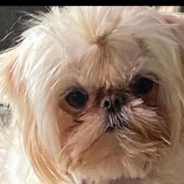 Lacey - Shih Tzu