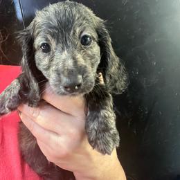 Parsnip Girl 2 - Cream female Dachshund puppy in Bigfork, Minnesota from Dachshunds Up North