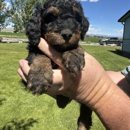 Sport - Tri-color male Bernedoodle puppy in Cody, Wyoming from Yellowstone Breeders