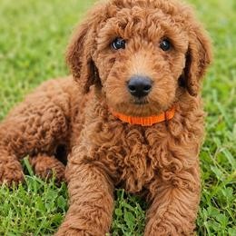 Orange collar girl - Red female Irish Doodle puppy in Madison, Wisconsin from Morningside Doodles