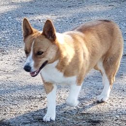 Pembroke Welsh Corgis from Deanna's Kennel