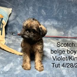 Winks - Belge male Brussels Griffon puppy in Dawson Springs, Kentucky from Precious Paws and Galafrey