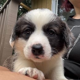 Daisy - Brindle and white female Cardigan Welsh Corgi puppy in Wekiwa Springs, Florida from It is Corgiland