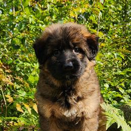 Fly - Sable female German Shepherd puppy in White Cloud, Michigan from Von WestLynn German Shepherds