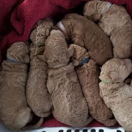 Poodle Puppies from Strut Your Stuff Standard Poodles