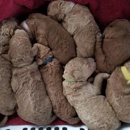 Poodle Puppies from Strut Your Stuff Standard Poodles