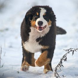 Juno - Bernese Mountain Dog