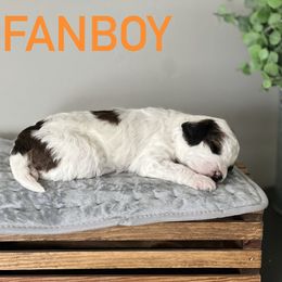 Aussiedoodle Puppies from JK Mini Doodles