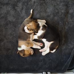 Harrier Puppies from Darkfire Harriers
