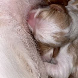 Cavalier King Charles Spaniel Puppies from Cassie’s Cavaliers