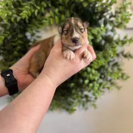 Steve - Sable male Collie puppy in Chilhowie, Virginia from Jolly Collies