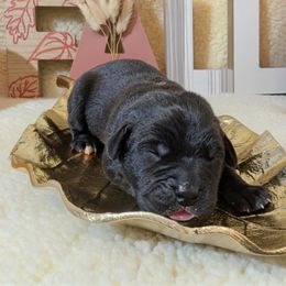 Girl 3 - female Cane Corso puppy in Franktown, Colorado from Earth and Ship Cane Corso