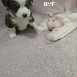 Girl 3 - Black tri female Miniature Australian Shepherd puppy in Bend, Oregon from Badlands Toy and Mini Aussies