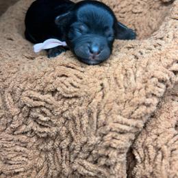 Megs - Black and gold female Yorkipoo puppy in Clover, South Carolina from Cudi’s Buddies