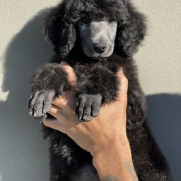 Poodle Puppies from Enjoy Life Kennels