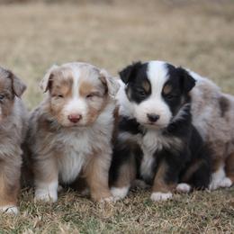 Australian Shepherd Puppies from Rockin Rafter L Aussies