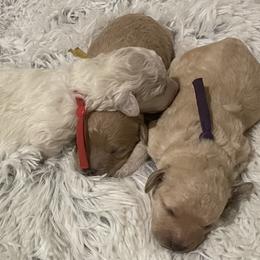 Goldendoodle, Maltipoo, and Poodle Puppies from Winchester Hills Poodles and Doodles