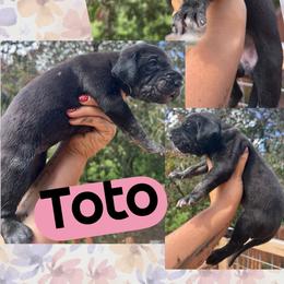 TOTO - Black female Great Dane puppy in Wellsville, New York from Prophecy Danes