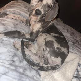 Great Dane Puppies from Dana's Danes