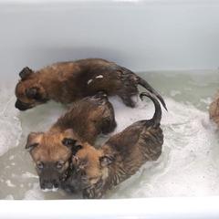 Belgian Malinois Puppies from Top Dogs