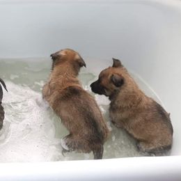 Belgian Malinois Puppies from Top Dogs