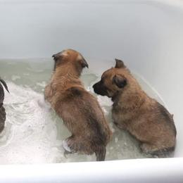 Belgian Malinois Puppies from Top Dogs