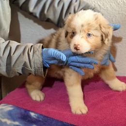Girl 4 - Red merle female Australian Shepherd puppy in Millville, New Jersey from Creekside Canines