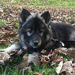 Siberian Husky Puppies from Crazy Cookies Huskies