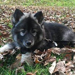 Siberian Husky Puppies from Crazy Cookies Huskies