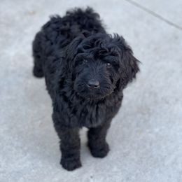 Goldendoodles from Mountainwest Goldendoodles