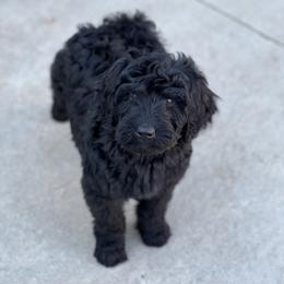 Goldendoodles from Mountainwest Goldendoodles