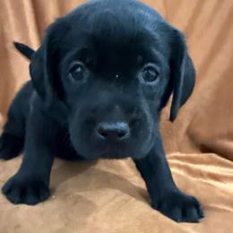 Girl 6 orange - Black female Labrador Retriever puppy in Ledyard, Connecticut from Outback Stables