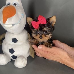 Pomeranian and Yorkshire Terrier Puppies from BC Breeders Association