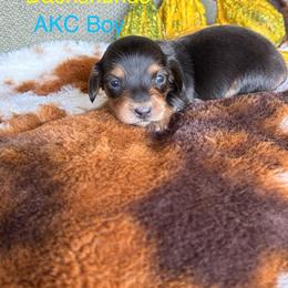 Chocolate and tan boy - Chocolate and tan male Dachshund puppy in Statesville, North Carolina from Kmh Southern Dachshunds