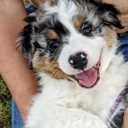 Fisher - Blue merle Australian Shepherd puppy in Trinidad, Colorado from Prairie Feather Farm