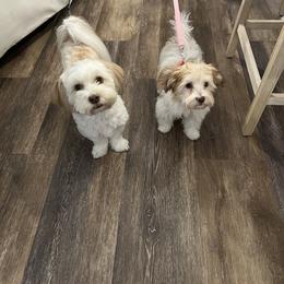 Havanese Puppies from Dean Supreme