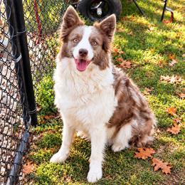 Bailey - Border Collie