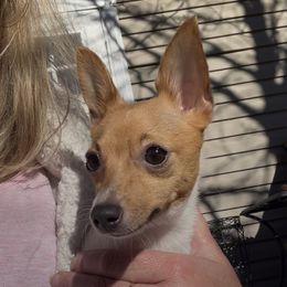 Ginger - Toy Fox Terrier