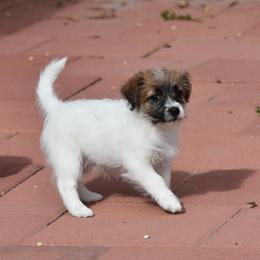 Paige Girl 1 - White and tan female Russell Terrier puppy in Middletown, Virginia from DBF Russell Terriers