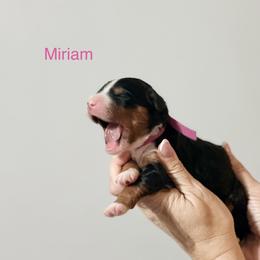 Hot Pink Girl - Tri-color female Bernedoodle puppy in Temperance, Michigan from Michigans Bernedoodle’s